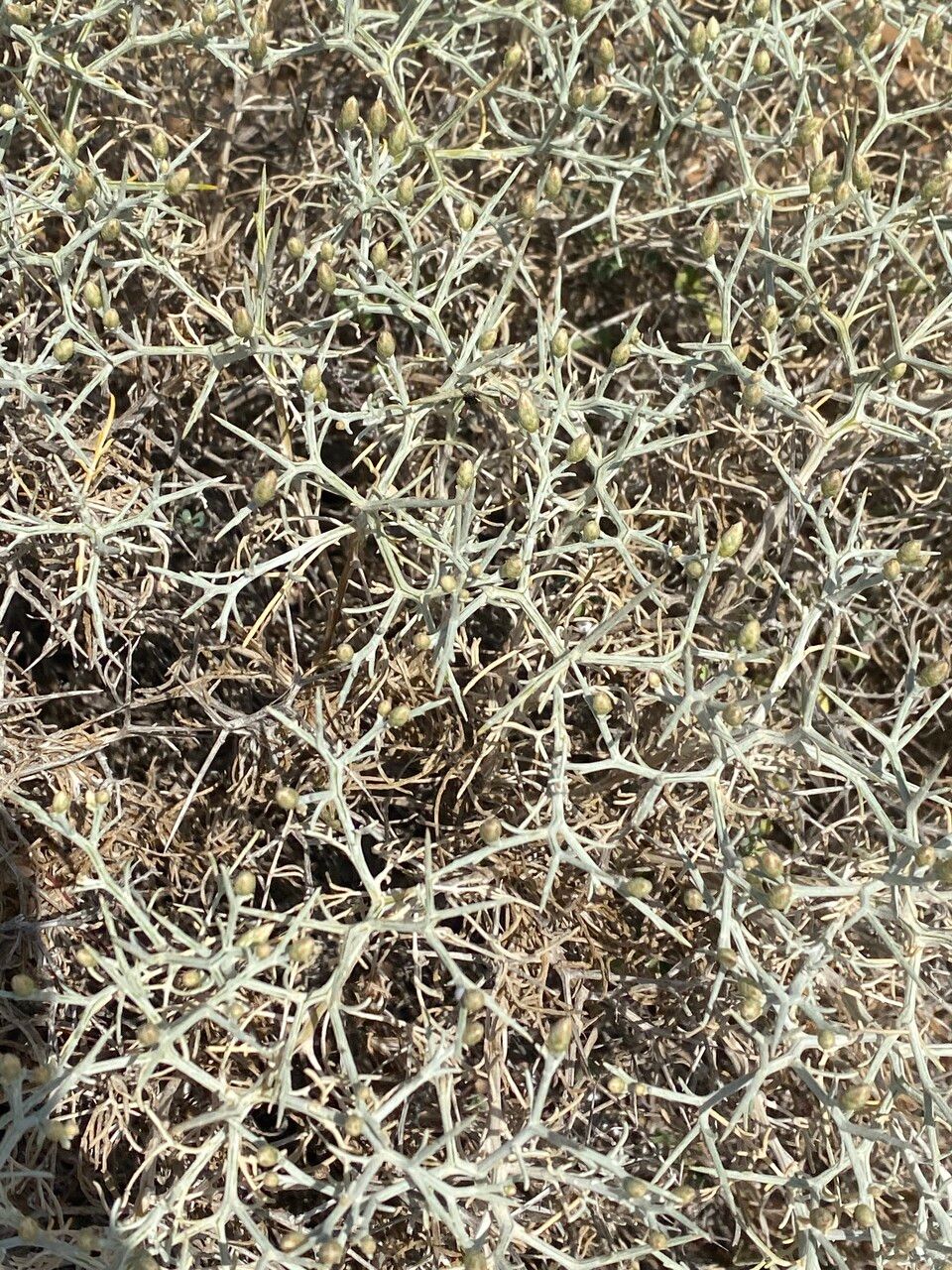 Centaurea spinosa leaf