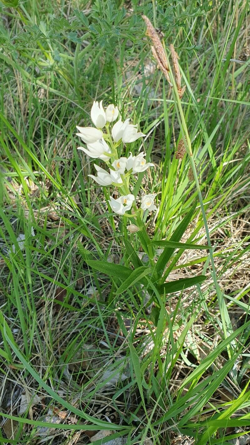 Cephalanthera × schulzei — search result for 'Cephalanthera'