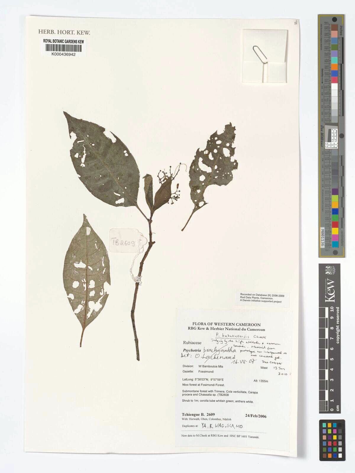 Psychotria babatwoensis — houseplant care guide