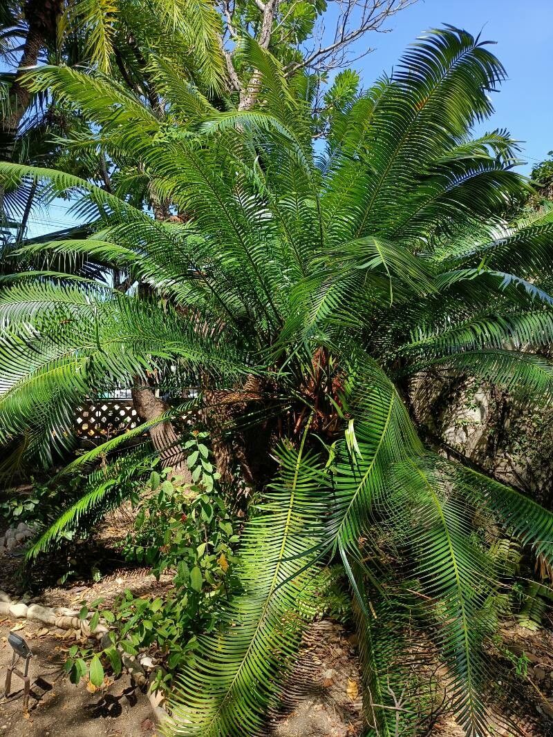 Cycas edentata — search result for 'Cycas'