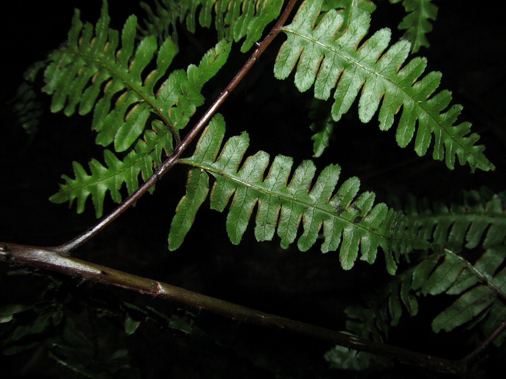 Pteris intricata — search result for 'Pteris'