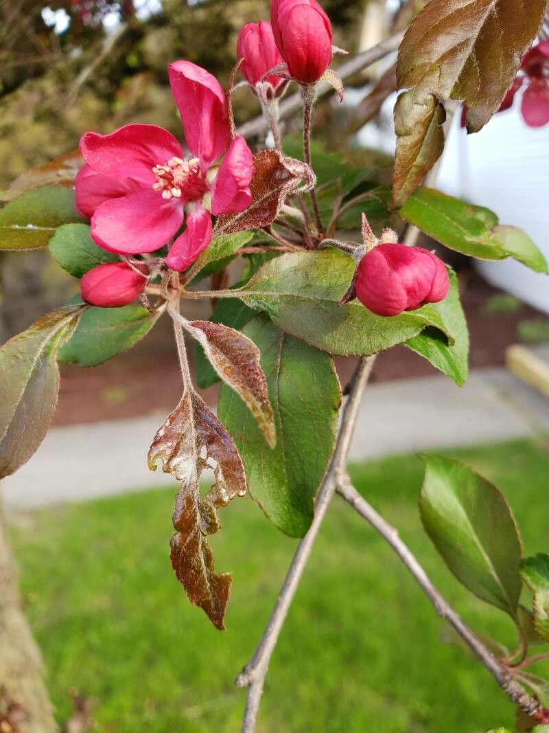 Malus floribunda leaf