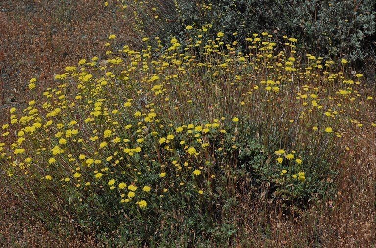 Eriogonum tripodum habit