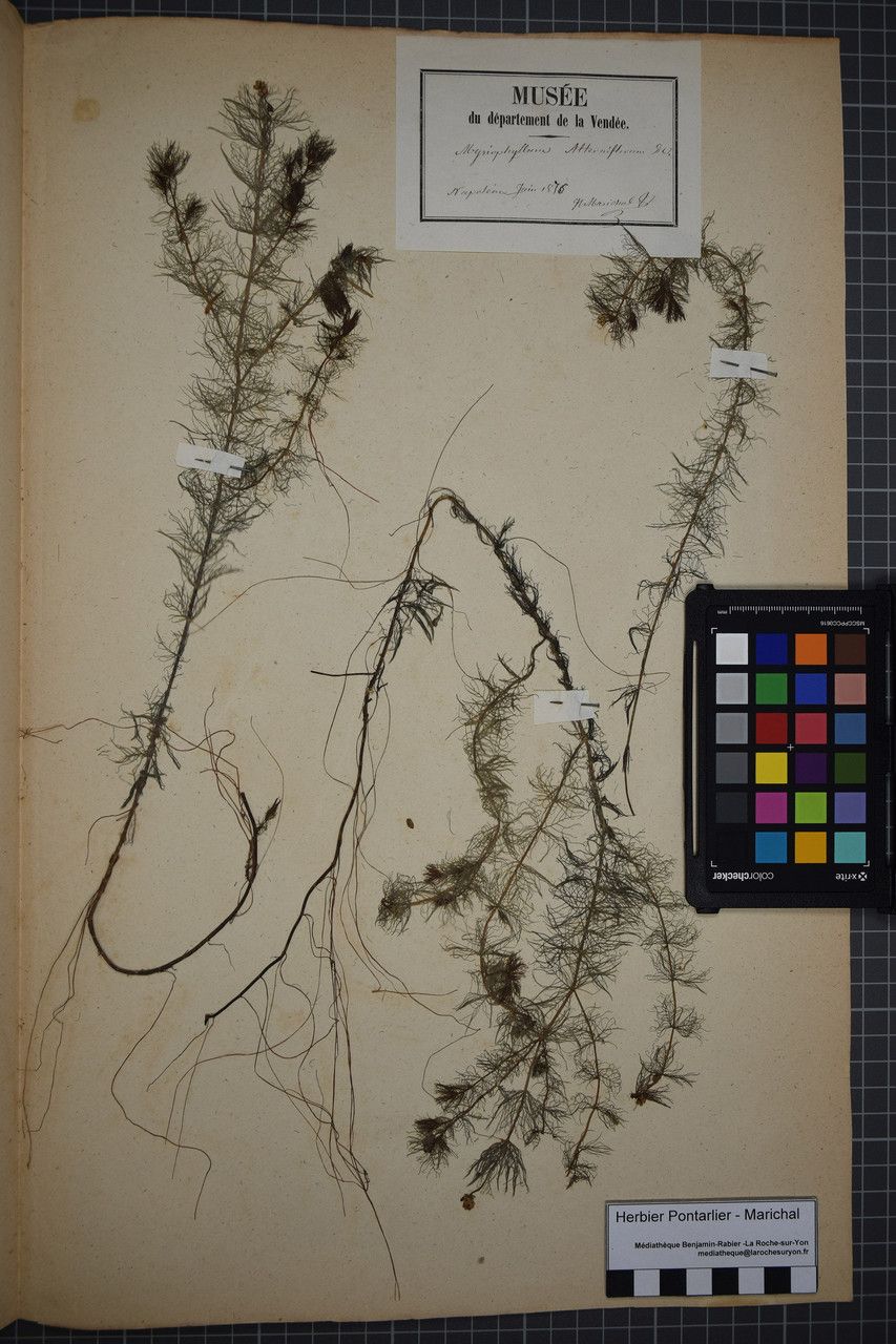 Myriophyllum alterniflorum other