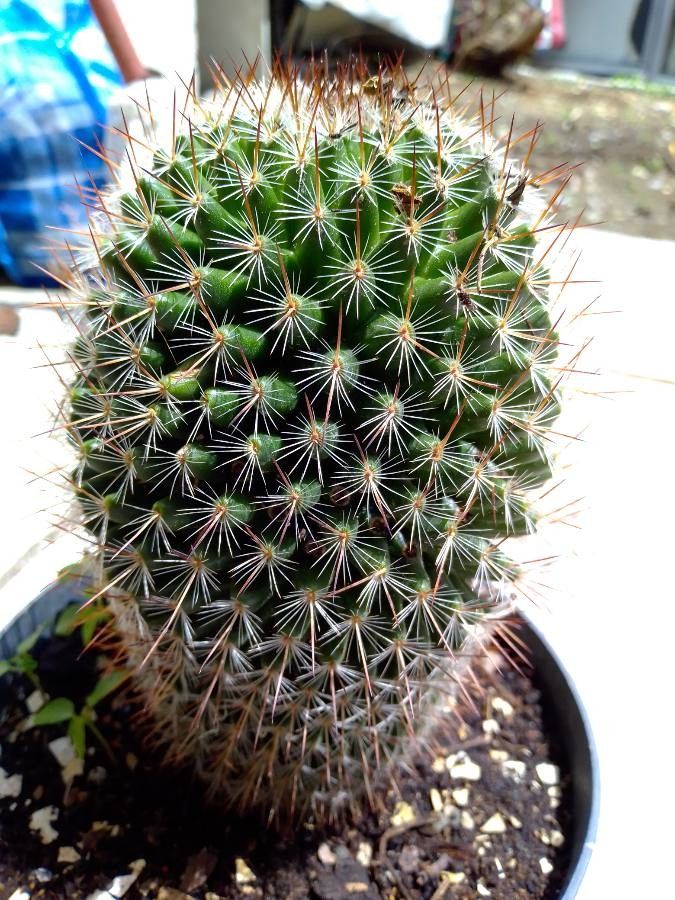 Mammillaria carnea habit