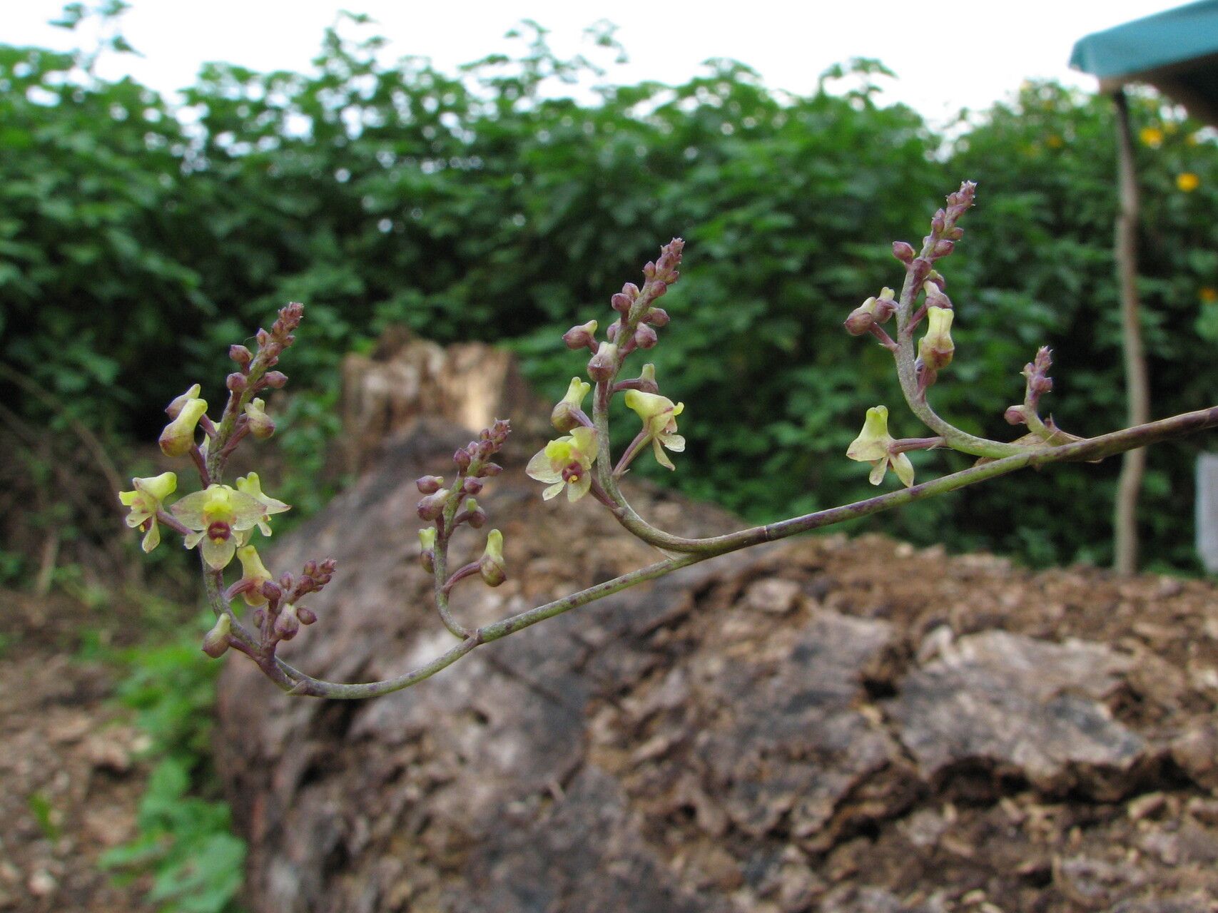 Polystachya tenuissima flower