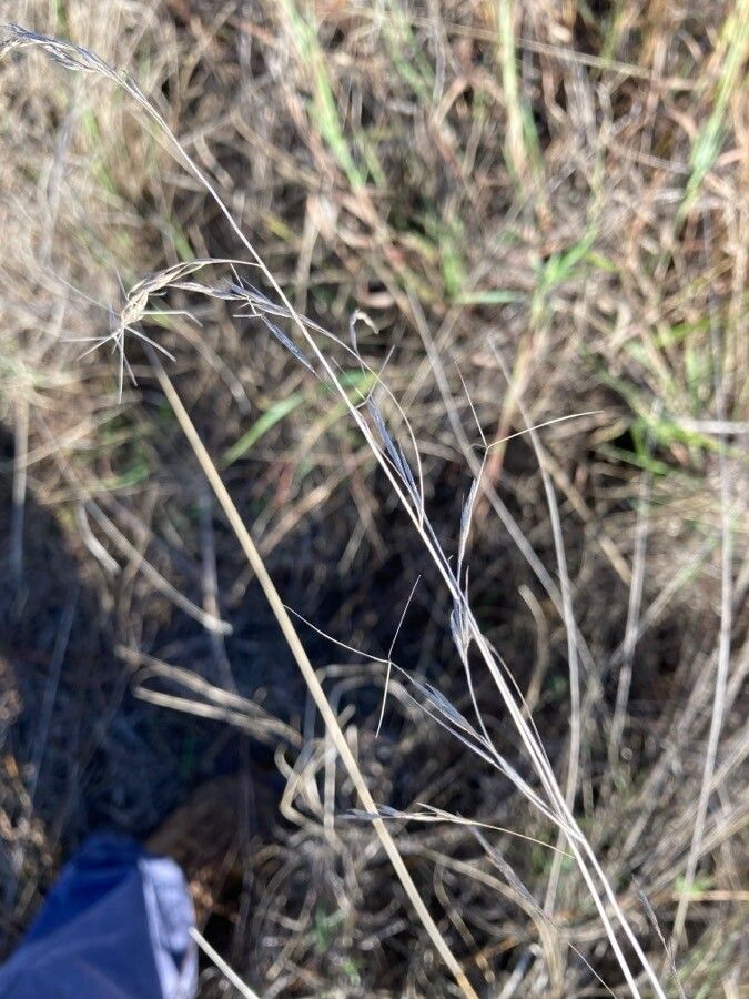 Aristida latifolia — search result for 'Aristida'