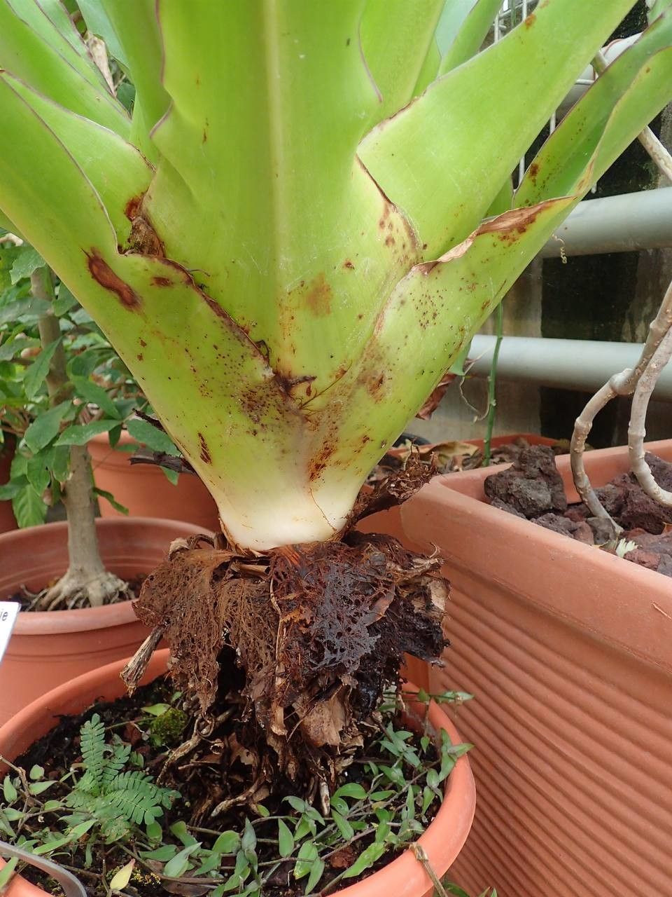 Cochliostema odoratissimum habit