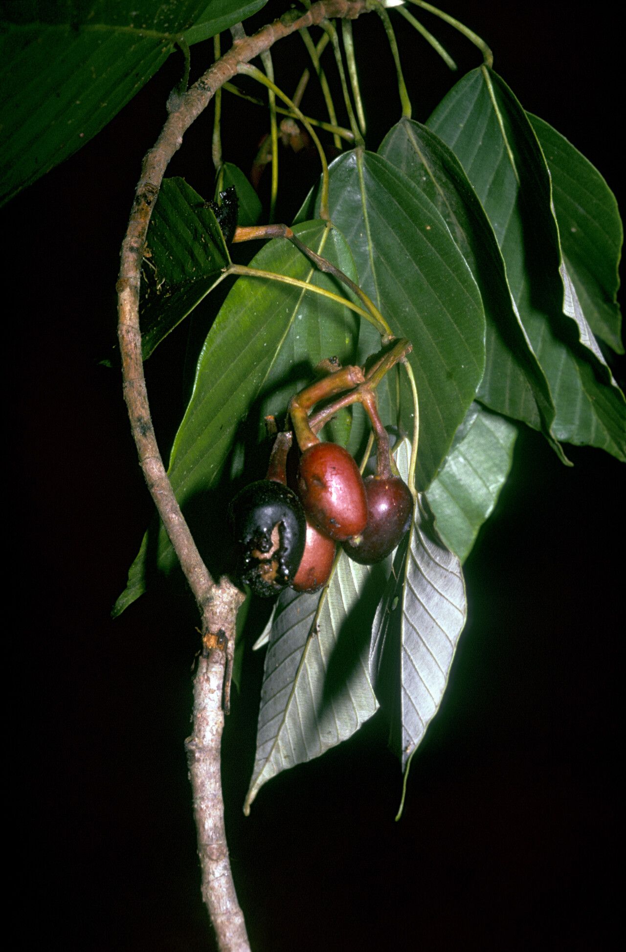 Pourouma saulensis fruit
