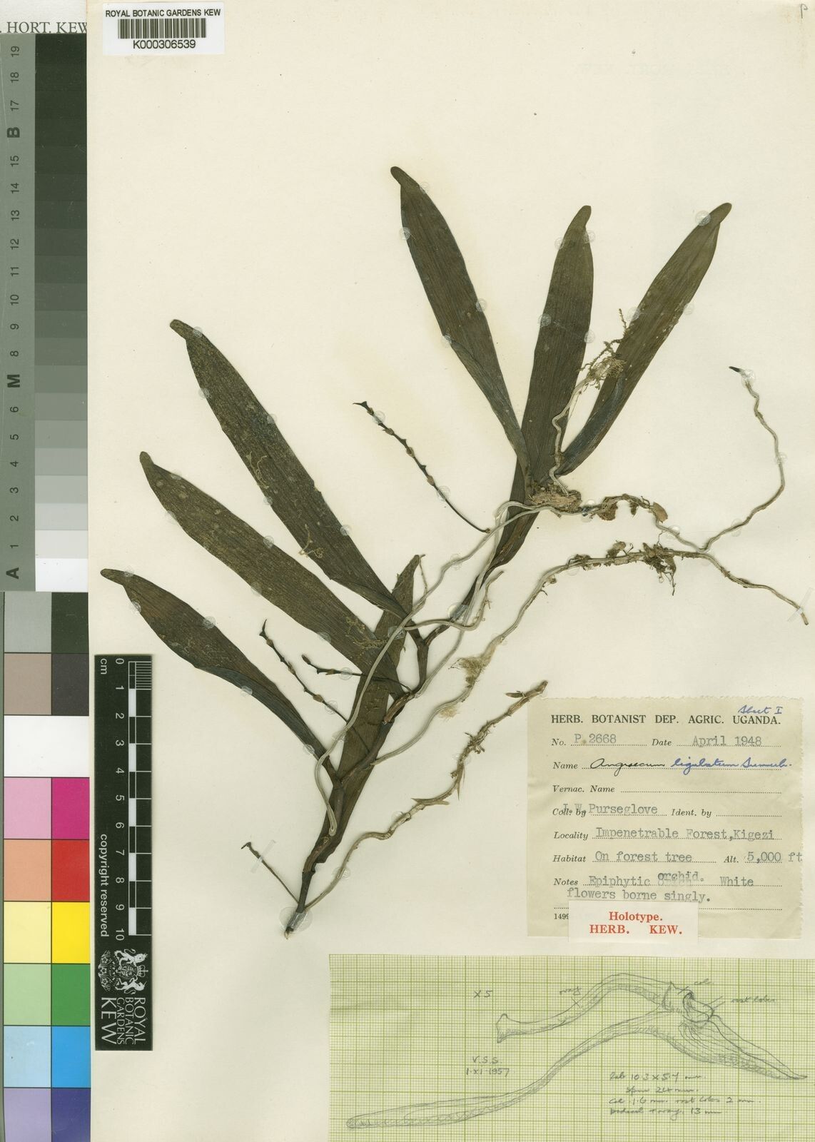 Angraecum affine — related species from the same genus