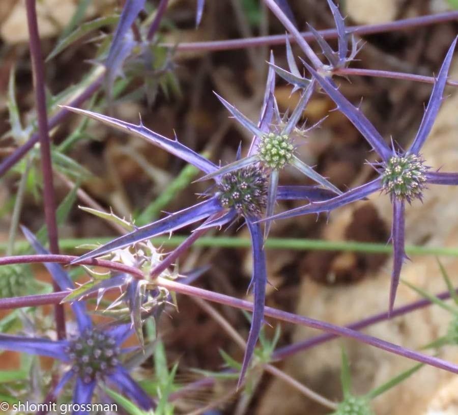 Eryngium creticum leaf