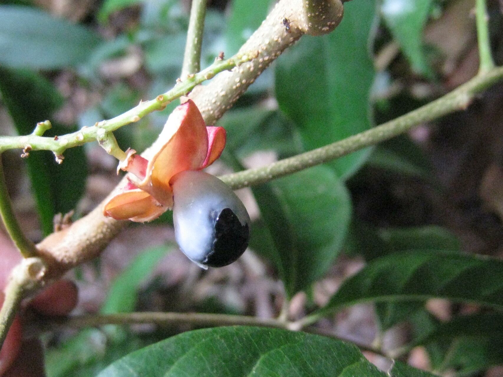 Cupania macrostylis — houseplant care guide