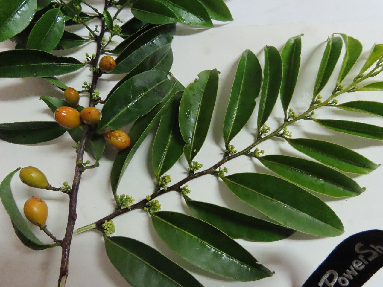 Maytenus guyanensis leaf