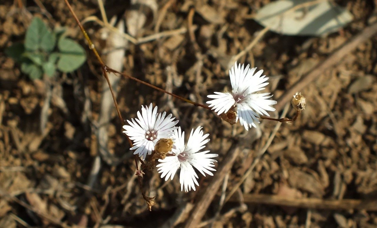 Silene martyi — houseplant care guide