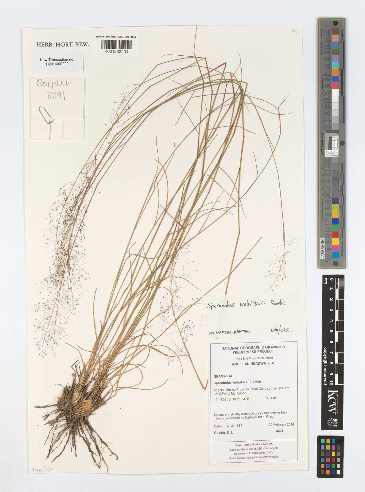 Sporobolus welwitschii — houseplant care guide