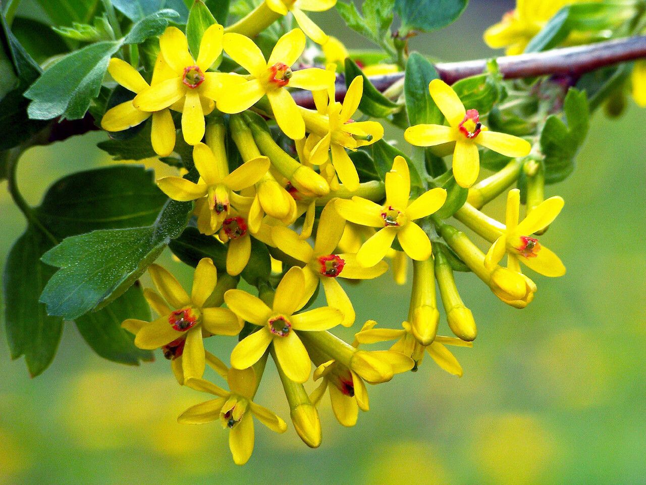 Ribes aureum flower
