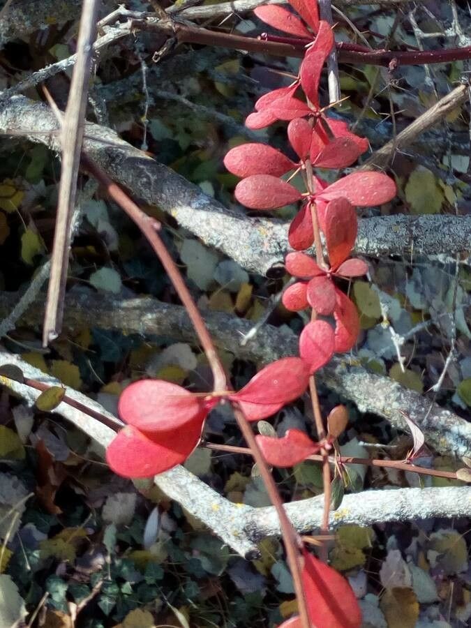 Berberis prattii leaf
