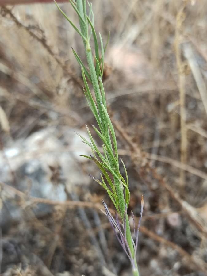 Delphinium gracile — search result for 'Delphinium'