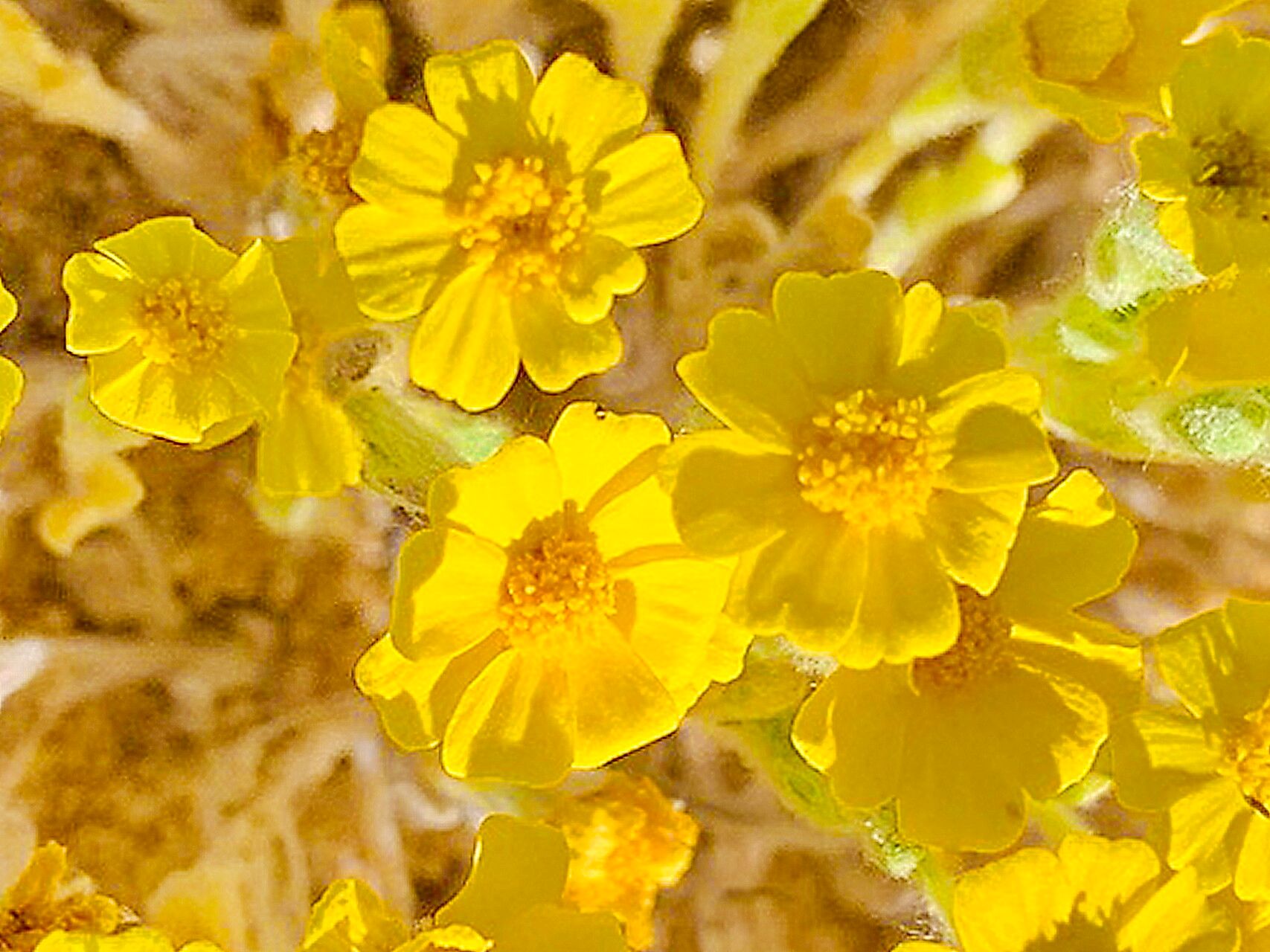 Eriophyllum wallacei — houseplant care guide