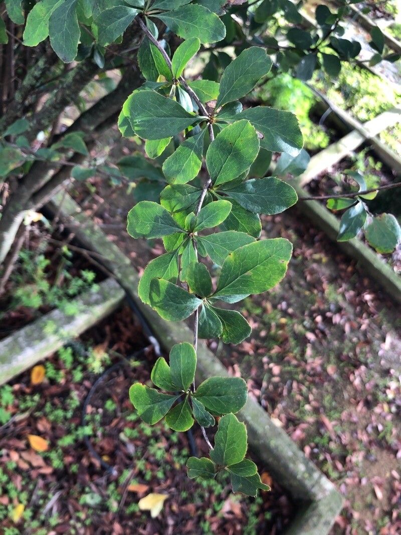 Berberis maderensis — search result for 'Berberis'