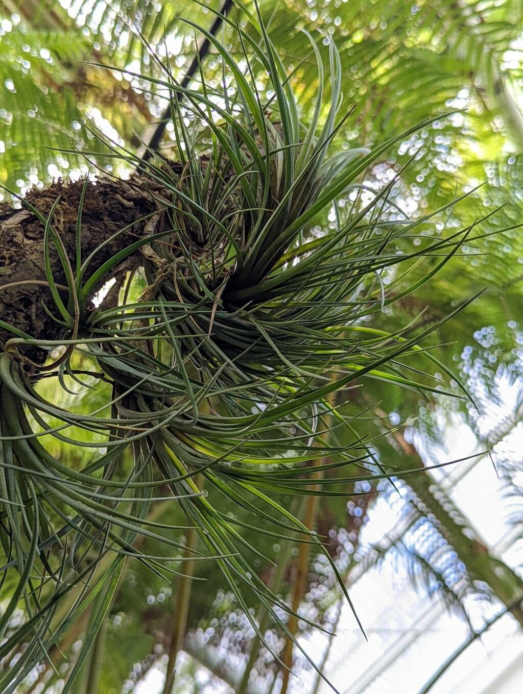 Tillandsia vernicosa habit