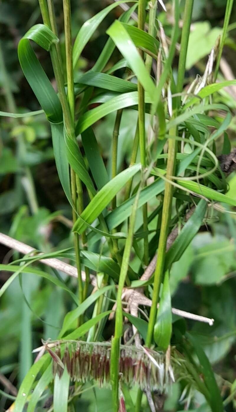 Melica sarmentosa — houseplant care guide