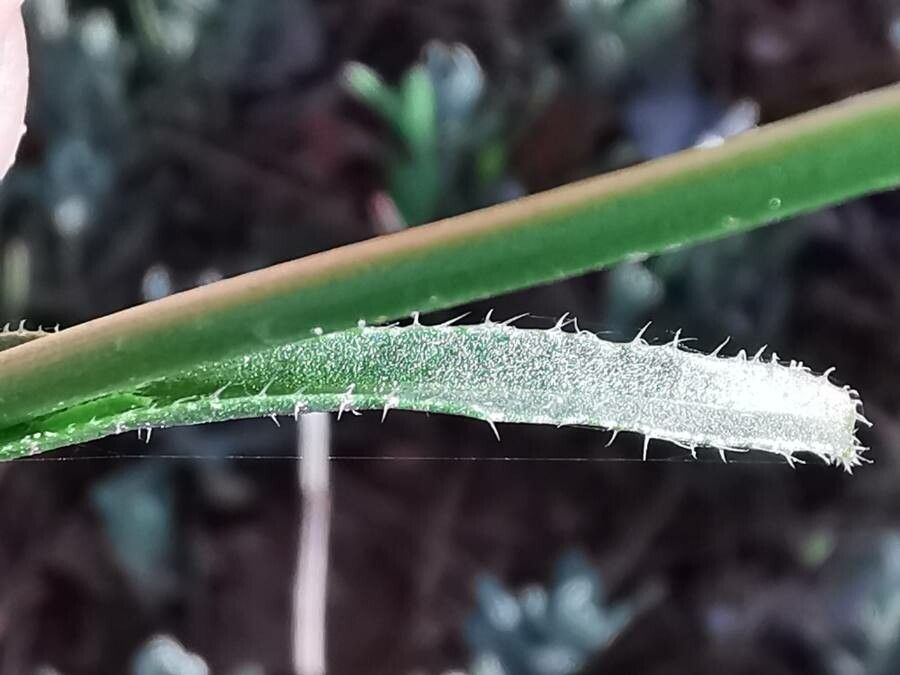 Biscutella auriculata leaf