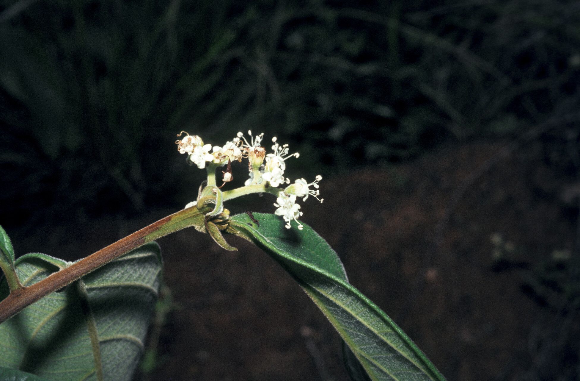 Cordia fulva — houseplant care guide