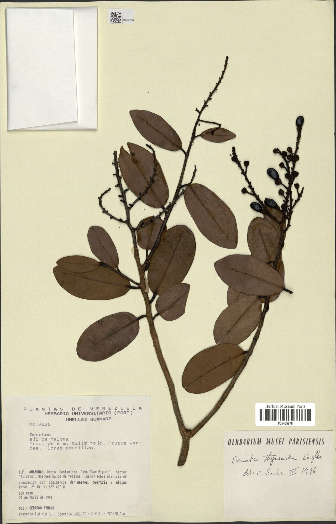 Ouratea thyrsoidea habit