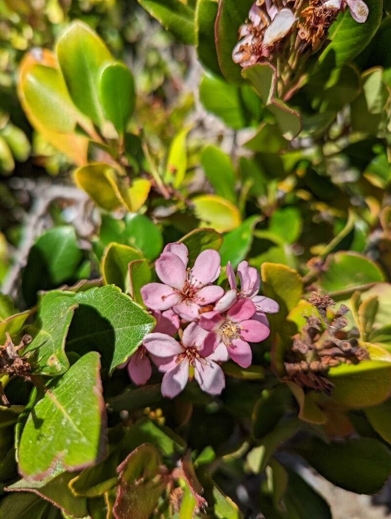 Rhus integrifolia flower