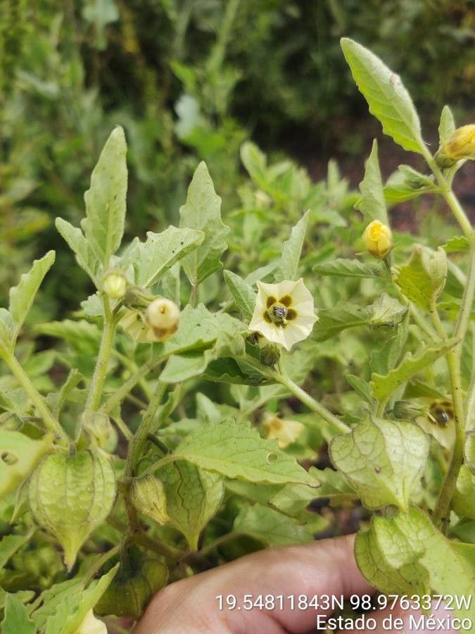 Physalis sulphurea flower