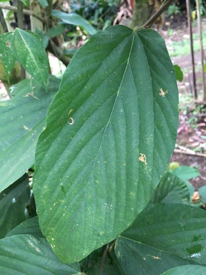 Flemingia strobilifera — related species from the same genus