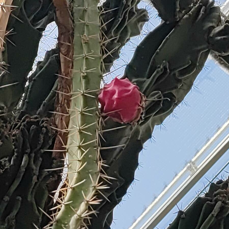Harrisia bonplandii fruit