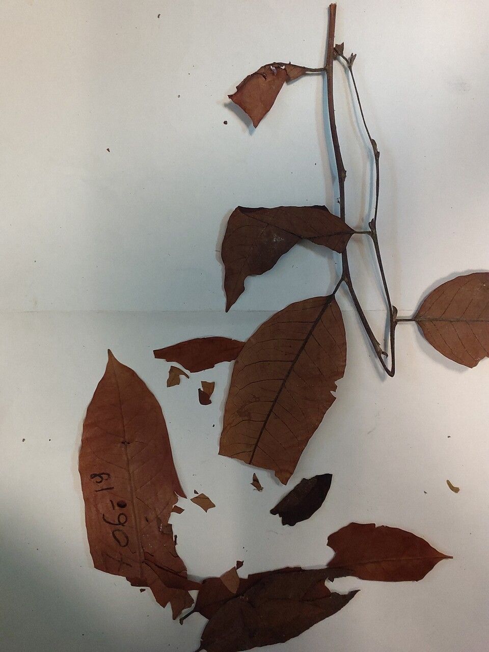 Hirtella suffulta — houseplant care guide