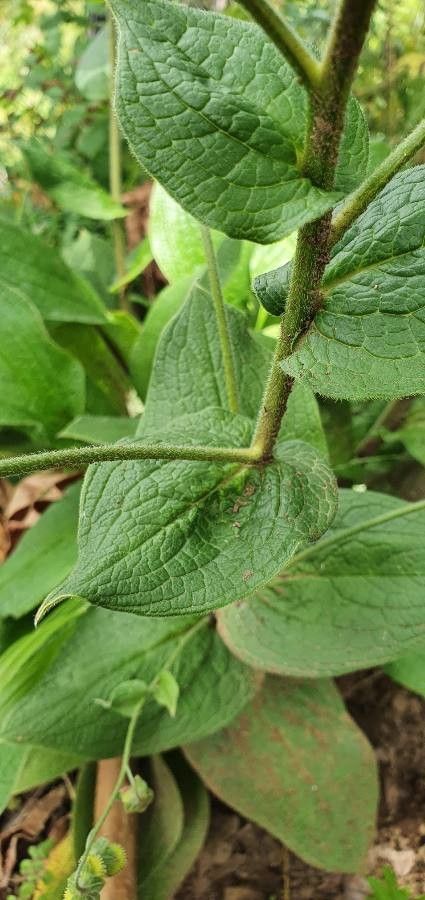 Cynoglossum amplifolium leaf
