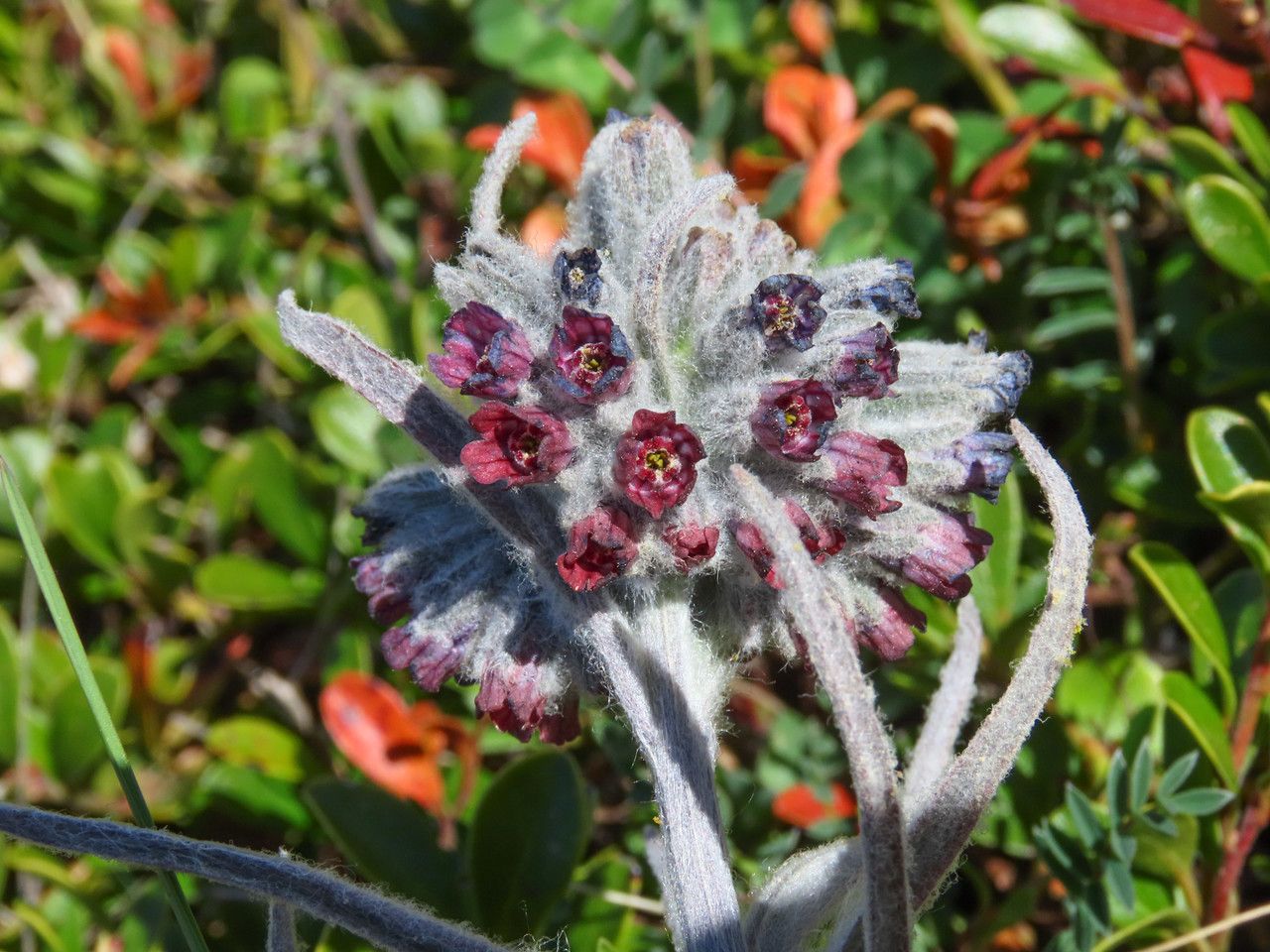 Cynoglossum magellense flower