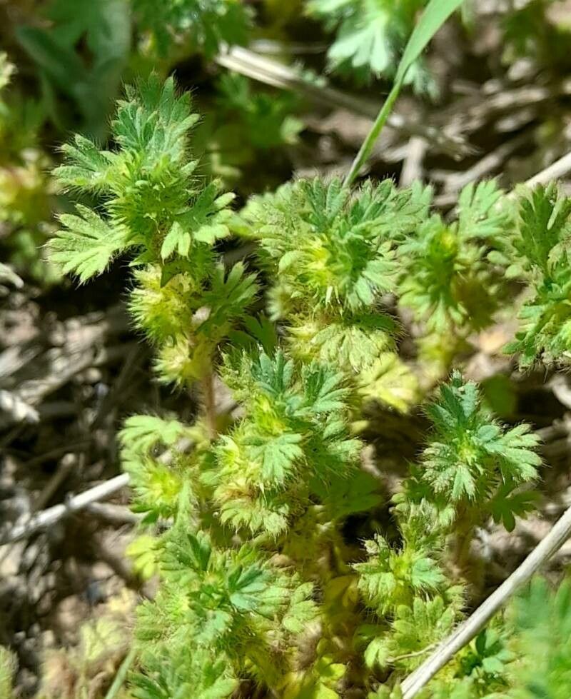 Aphanes parodii — search result for 'Aphanes'