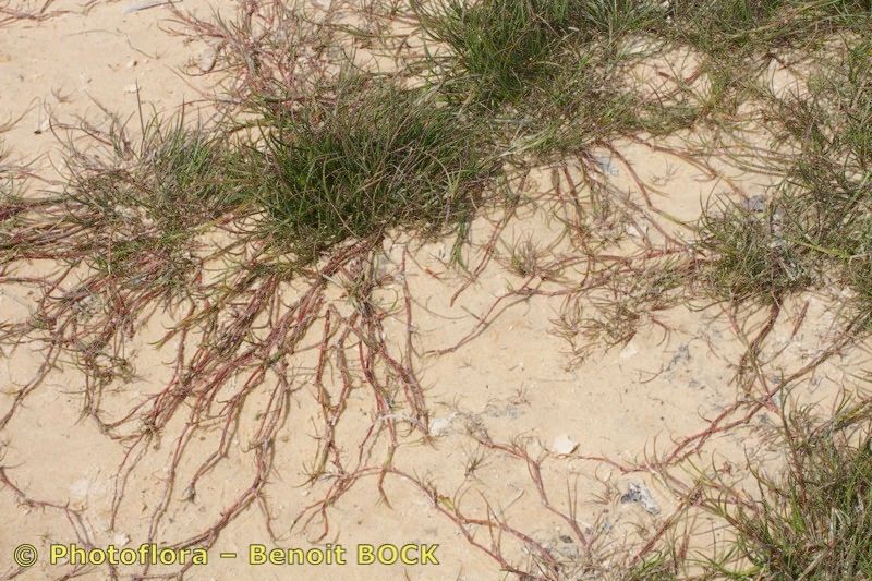 Juncus fontanesii — houseplant care guide