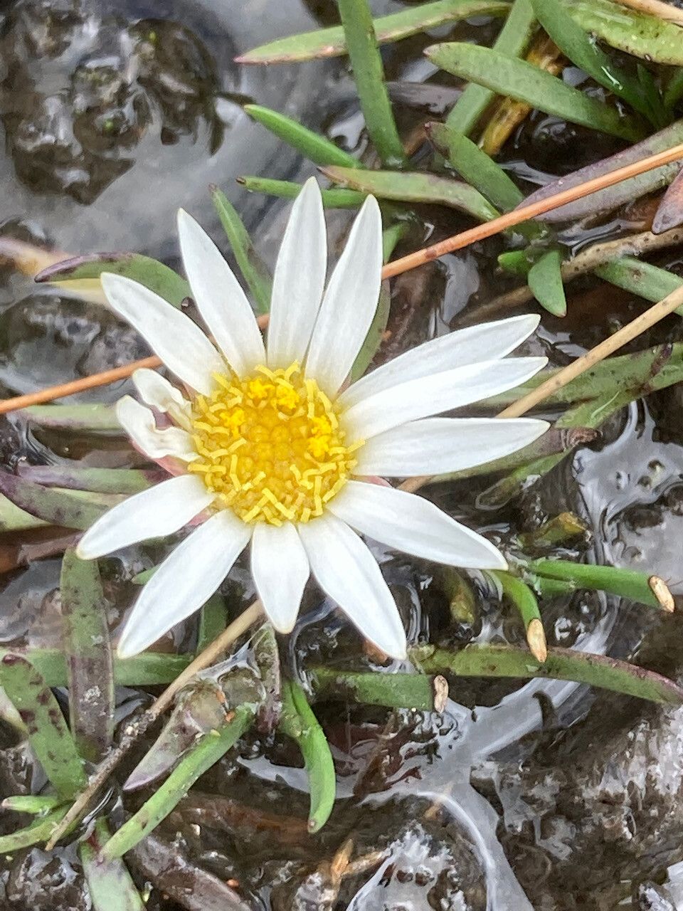 Werneria pygmaea flower