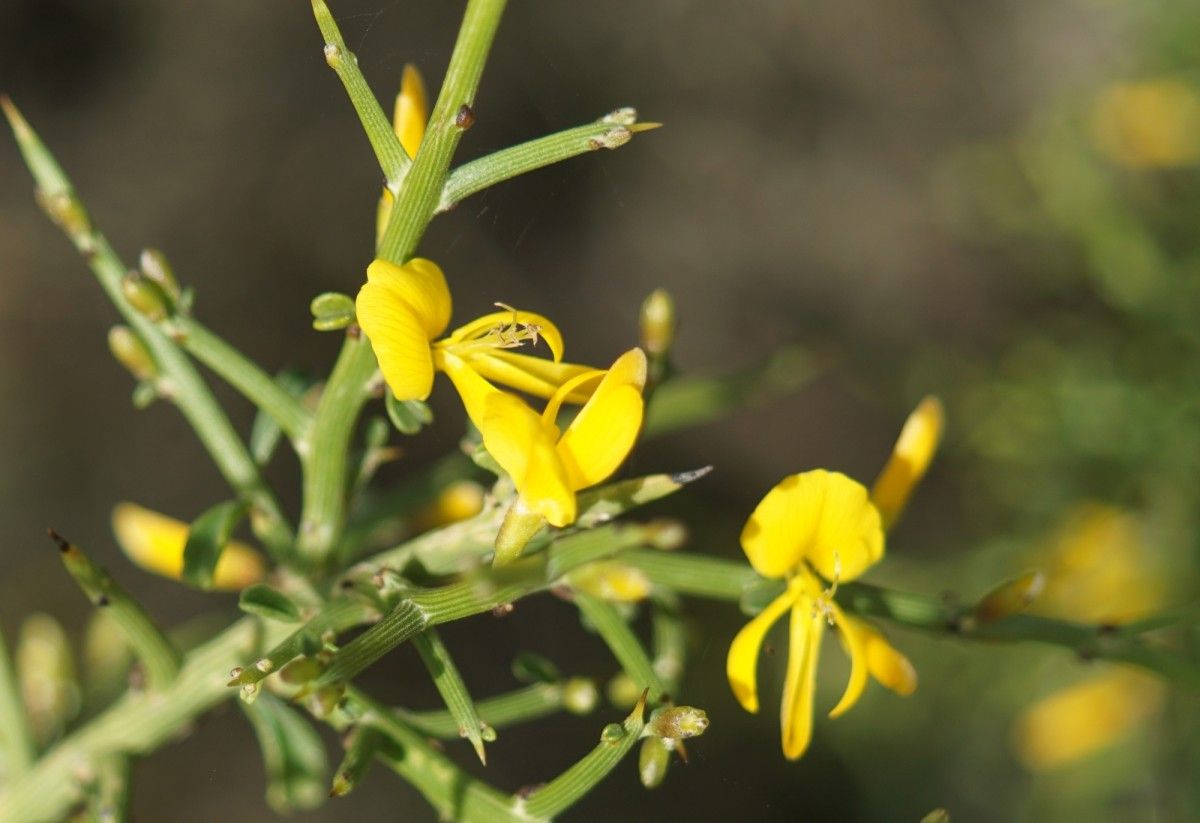 Genista fasselata flower