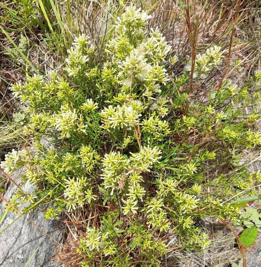 Baccharis flabellata habit