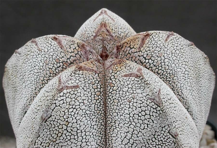 Astrophytum coahuilense habit