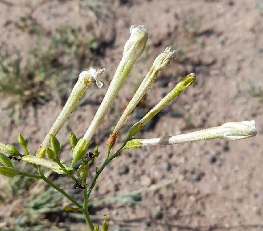 Nicotiana paa flower
