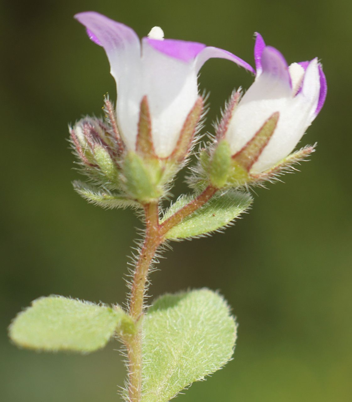 Campanula pinatzii — houseplant care guide