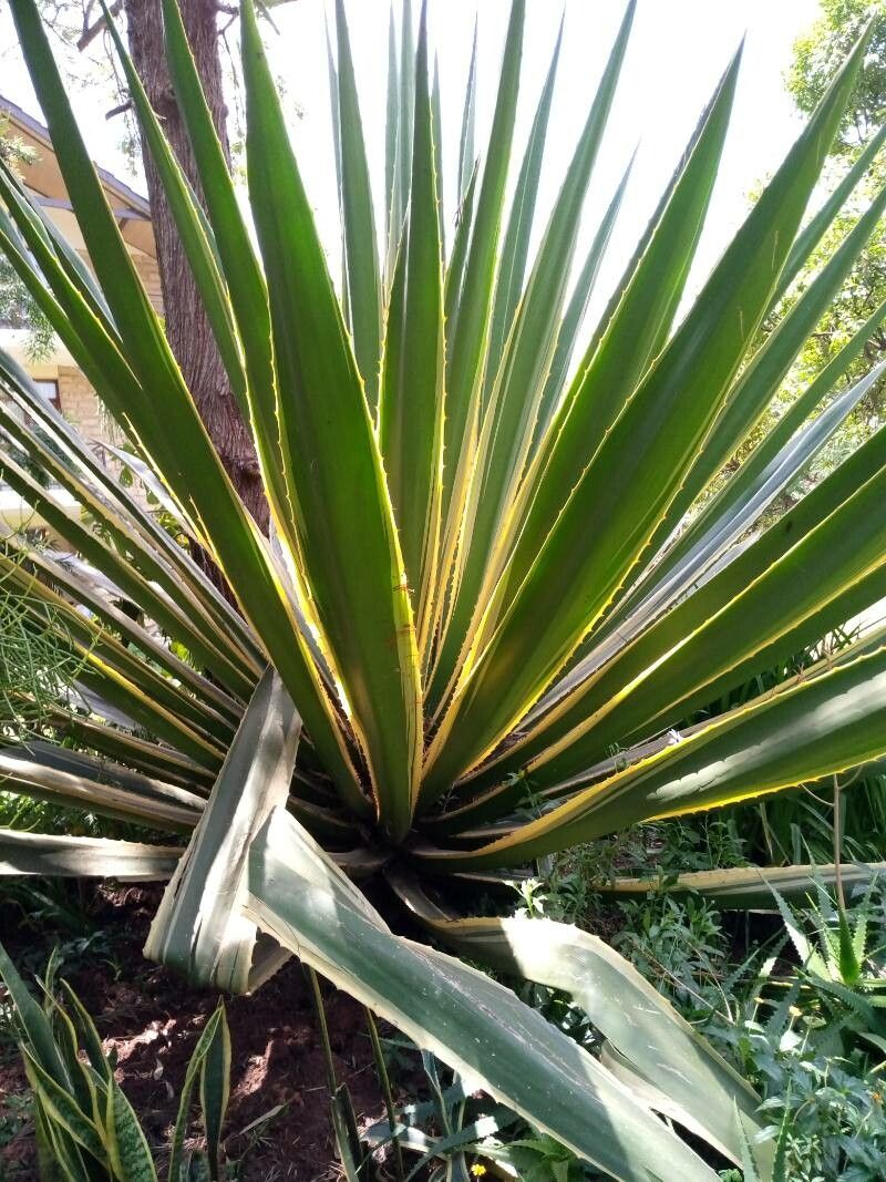 Furcraea selloana flower