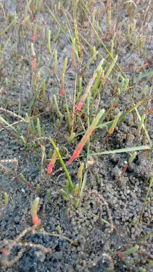 Salicornia bigelovii leaf