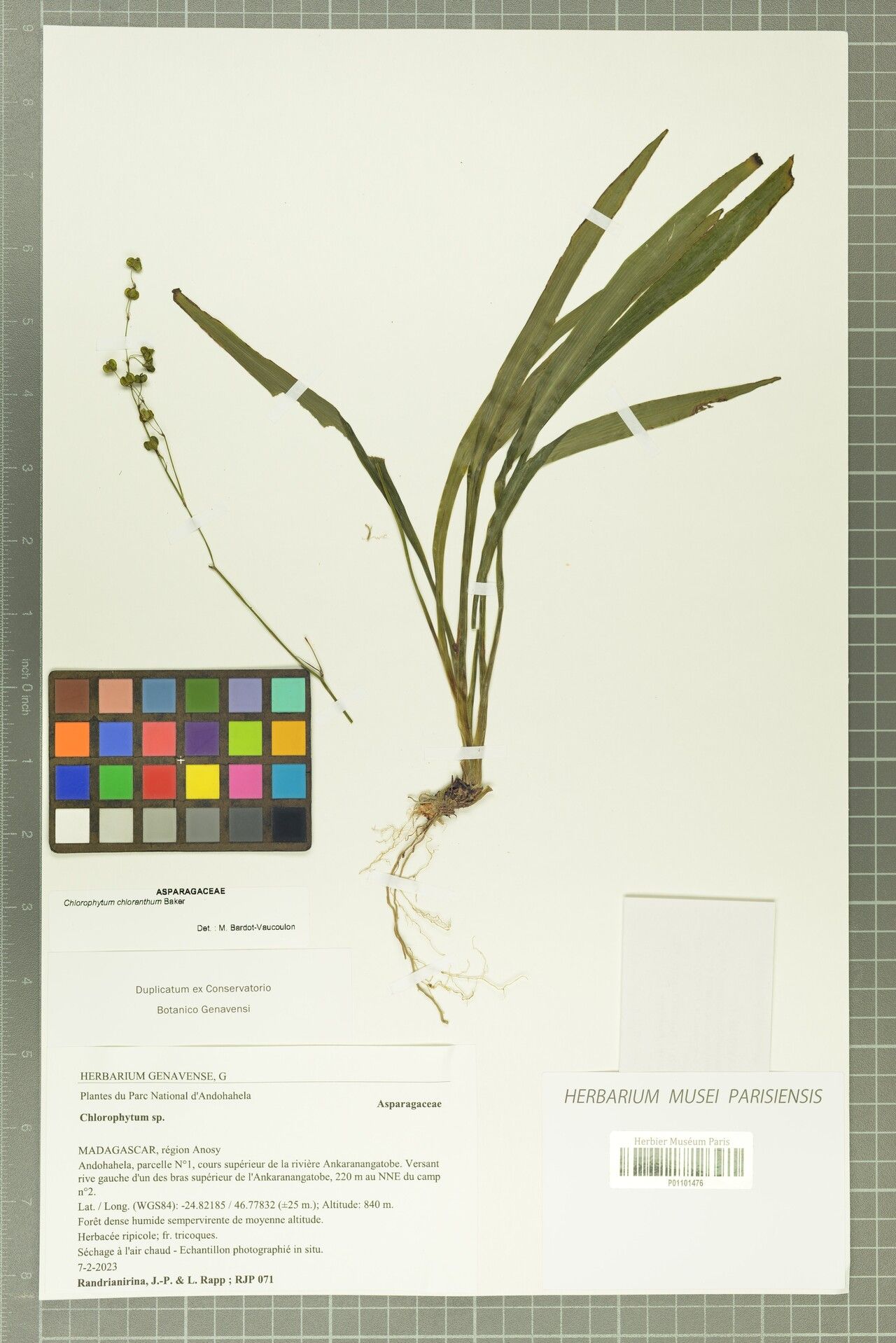Chlorophytum chloranthum — search result for 'Chlorophytum'