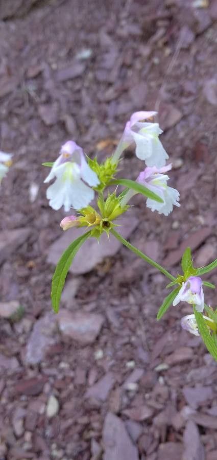 Galeopsis reuteri flower