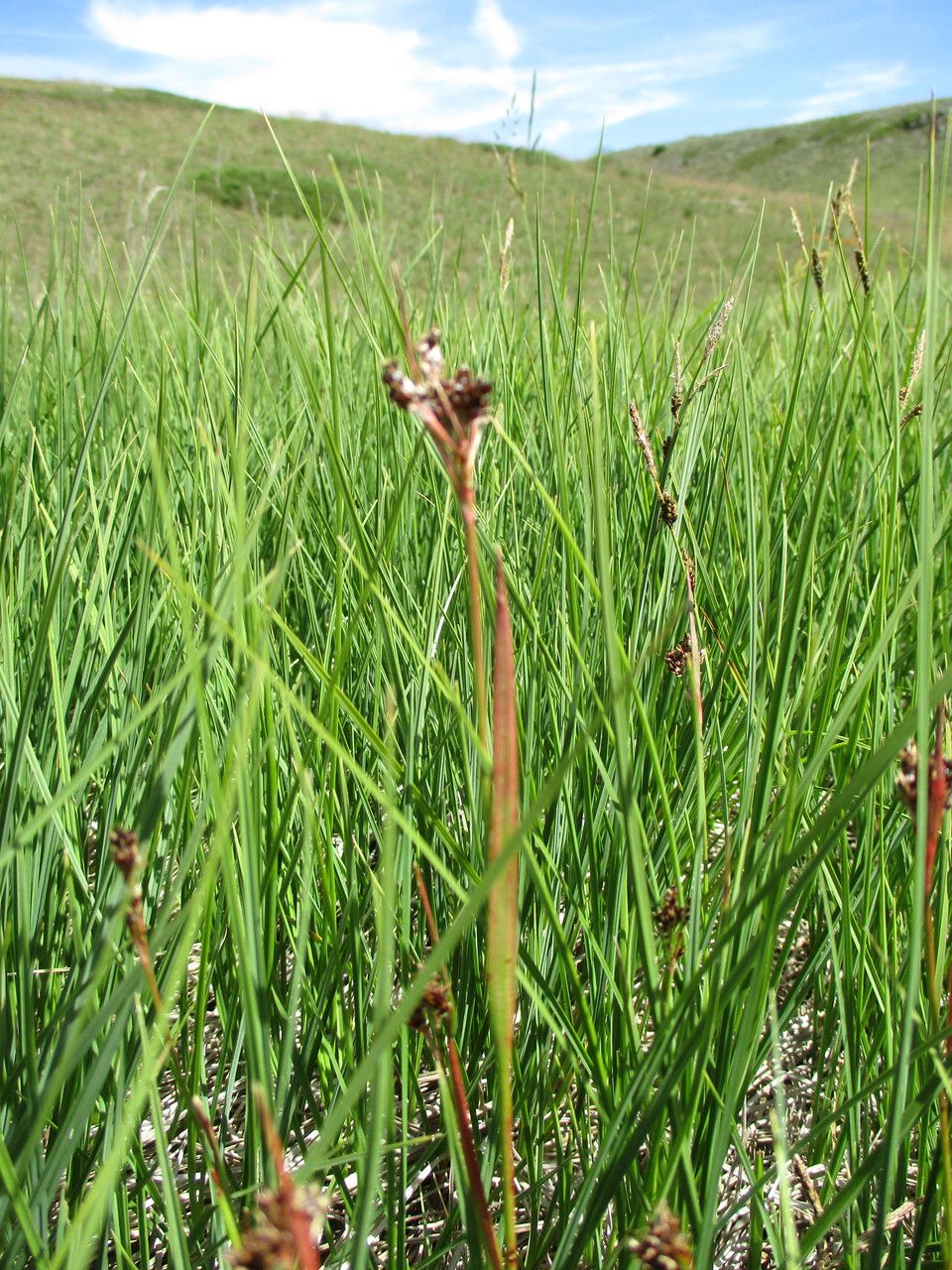 Luzula sudetica flower