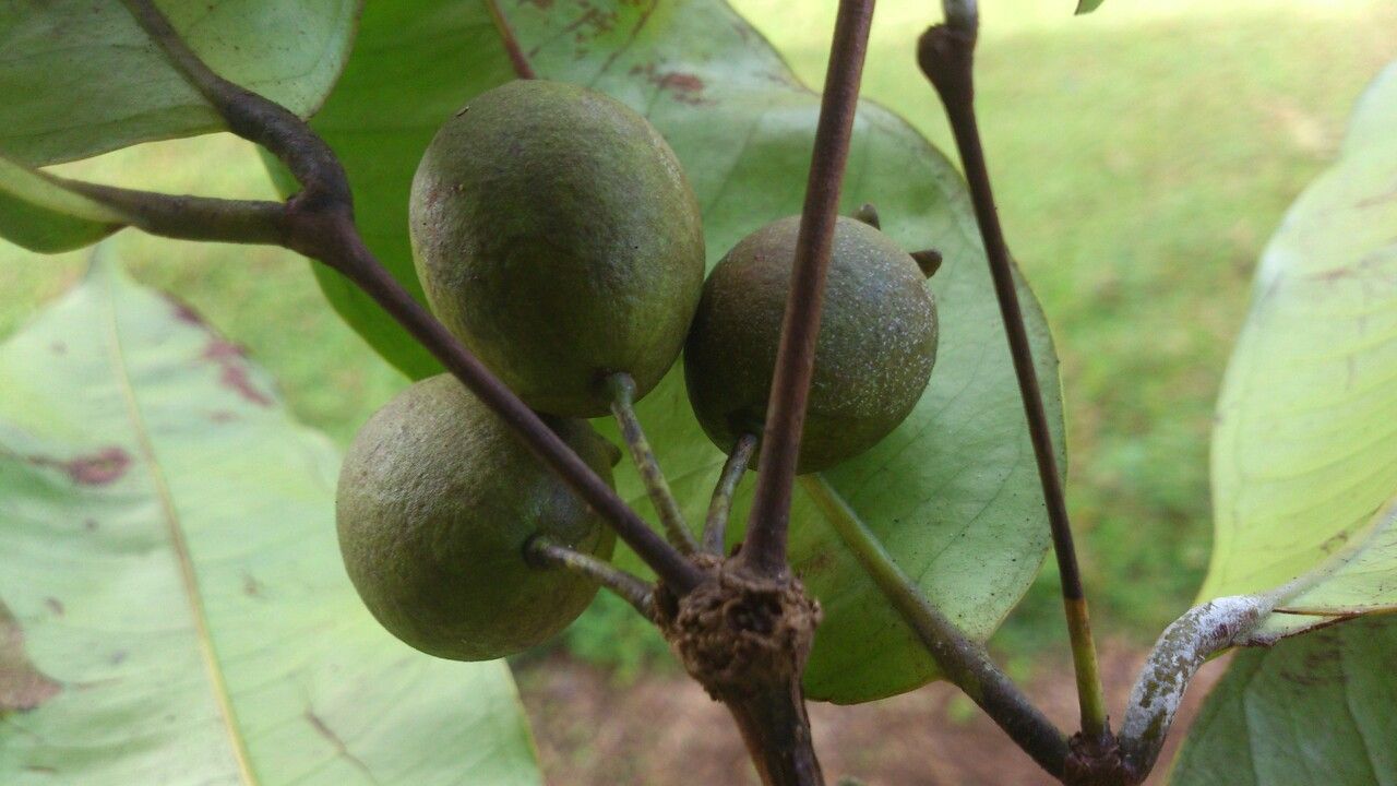 Eugenia sancarlosensis fruit